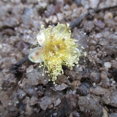 Backhousia bancroftii (Johnstone River hardwood) at Syndicate, QLD - 8 Dec 2018 by JasonPStewart