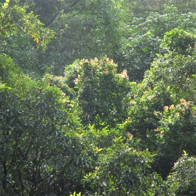 Backhousia bancroftii (Johnstone River hardwood) at Syndicate, QLD - 21 Jul 2022 by JasonPStewart