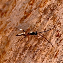 Ichneumonidae (family) at Kaleen, ACT - 14 Nov 2025 by Hejor1