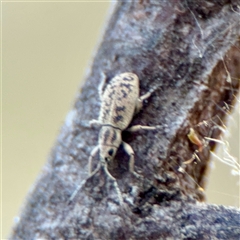 Entiminae (subfamily) at Kaleen, ACT - 14 Nov 2025 by Hejor1