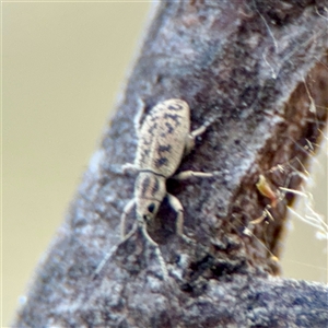 Titinia tenuis (Titinia weevil) at Kaleen, ACT - 14 Nov 2025 by Hejor1