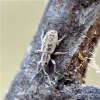 Entiminae (subfamily) at Kaleen, ACT - 14 Nov 2025 by Hejor1