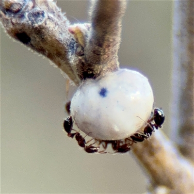 Monomorium / Chelaner (genus group) at Kaleen, ACT - 14 Nov 2025 by Hejor1