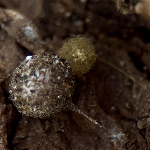 Australomimetus sp. (genus) at Kaleen, ACT - 14 Nov 2025 by Hejor1