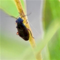 Hemiptera (order) at Kaleen, ACT - 14 Nov 2025 by Hejor1