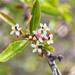 Pyracantha sp. (Firethorn) at Kaleen, ACT - Yesterday by Hejor1