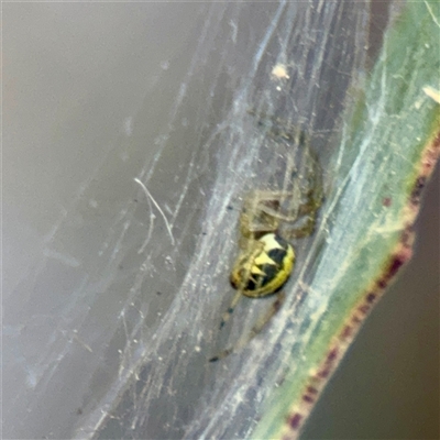 Deliochus zelivira at Kaleen, ACT - 14 Nov 2025 by Hejor1