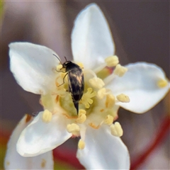 Mordella sp. (genus) at Kaleen, ACT - 14 Nov 2025 by Hejor1