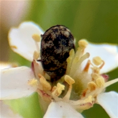 Anthrenus verbasci at Kaleen, ACT - 14 Nov 2025 by Hejor1