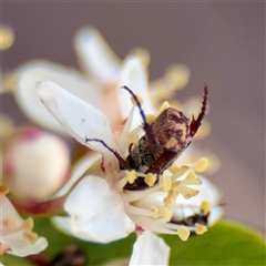 Microvalgus sp. (genus) at Kaleen, ACT - 14 Nov 2025 by Hejor1