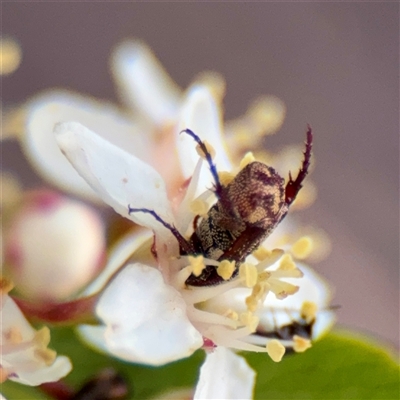 Microvalgus sp. (genus) at Kaleen, ACT - 14 Nov 2025 by Hejor1