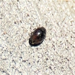 Diomus notescens at Kaleen, ACT - 14 Nov 2025 by Hejor1