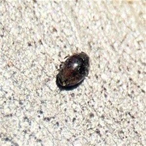 Coccinellidae (family) (Unidentified lady beetle) at Kaleen, ACT - 14 Nov 2025 by Hejor1