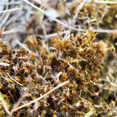 Campylopus at Kaleen, ACT - 14 Nov 2025 by Hejor1