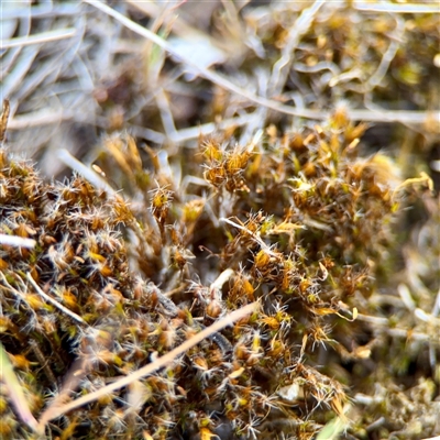 Campylopus at Kaleen, ACT - 14 Nov 2025 by Hejor1