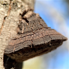 zz Polypore (shelf/hoof-like) at Kaleen, ACT - 14 Nov 2025 by Hejor1