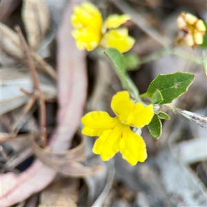 Goodenia hederacea subsp. hederacea (Ivy Goodenia, Forest Goodenia) at Kaleen, ACT - Yesterday by Hejor1