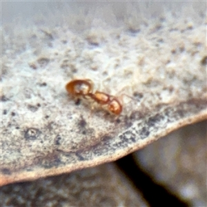 Stigmacros sp. (genus) (An Ant) at Kaleen, ACT - 14 Nov 2025 by Hejor1