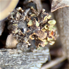 Heterodea sp. at Kaleen, ACT - 14 Nov 2025 by Hejor1