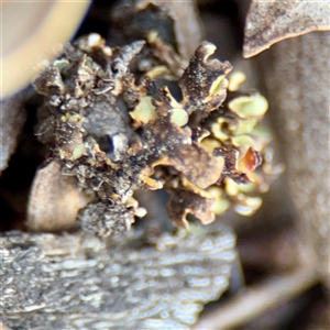 Heterodea sp. at Kaleen, ACT - 14 Nov 2025 by Hejor1