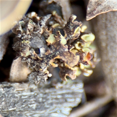 Heterodea sp. at Kaleen, ACT - 14 Nov 2025 by Hejor1