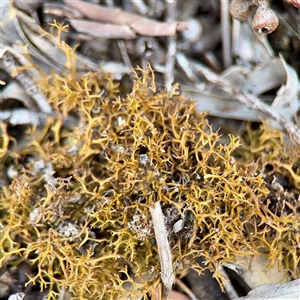 Cladia sp. (genus) at Kaleen, ACT - 14 Nov 2025 by Hejor1