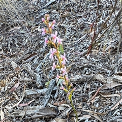 Stylidium graminifolium (grass triggerplant) at Crace, ACT - 14 Nov 2025 by Hejor1