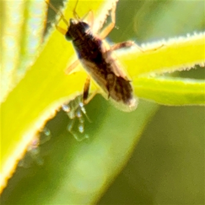 Germalus victoriae at Kaleen, ACT - 14 Nov 2025 by Hejor1