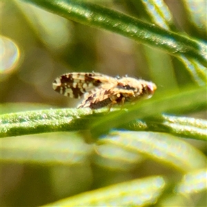 Austrotephritis poenia at Kaleen, ACT - 14 Nov 2025 by Hejor1