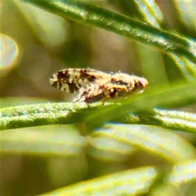 Austrotephritis poenia at Kaleen, ACT - 14 Nov 2025 by Hejor1