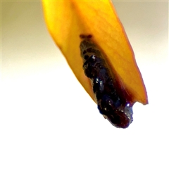 Pergidae sp. (family) at Crace, ACT - 14 Nov 2025 by Hejor1