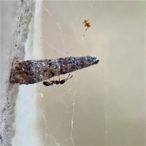 Conoeca or Lepidoscia (genera) IMMATURE (Unidentified Cone Case Moth larva, pupa, or case) at Kaleen, ACT - Yesterday by Hejor1