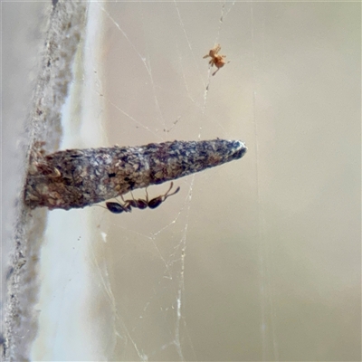 Conoeca or Lepidoscia (genera) IMMATURE (Unidentified Cone Case Moth larva, pupa, or case) at Kaleen, ACT - 14 Nov 2025 by Hejor1