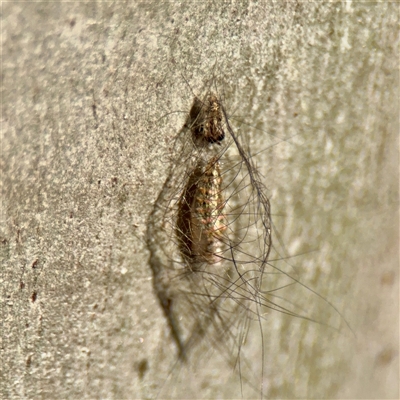 Lithosiini (IMMATURE) at Crace, ACT - 14 Nov 2025 by Hejor1