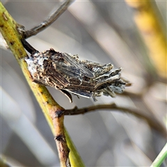 Psychidae (family) IMMATURE (Unidentified case moth or bagworm) at Crace, ACT - 14 Nov 2025 by Hejor1