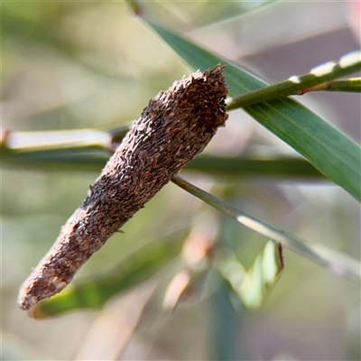 Conoeca or Lepidoscia (genera) IMMATURE (Unidentified Cone Case Moth larva, pupa, or case) at Crace, ACT - 14 Nov 2025 by Hejor1