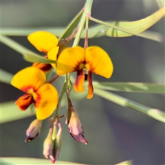 Daviesia mimosoides subsp. mimosoides at Crace, ACT - 14 Nov 2025 by Hejor1