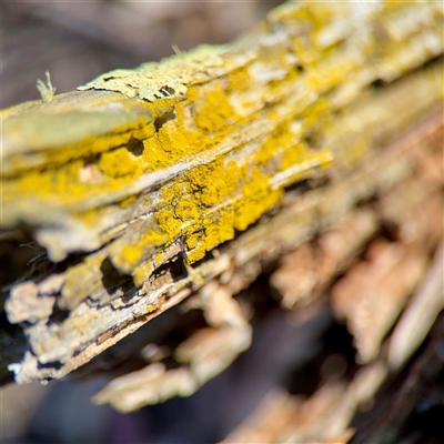 Chrysothrix sp. (genus) at Crace, ACT - 14 Nov 2025 by Hejor1