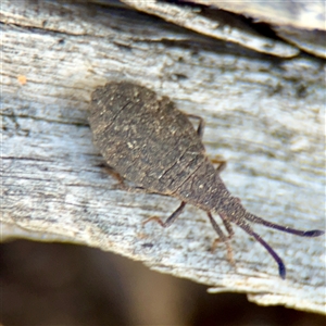 Agriopocoris sp. (genus) at Kaleen, ACT - 14 Nov 2025 by Hejor1