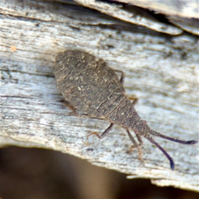 Agriopocoris sp. (genus) at Kaleen, ACT - 14 Nov 2025 by Hejor1
