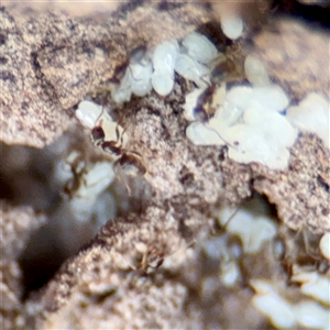 Formicidae (family) (Unidentified ant) at Kaleen, ACT - 14 Nov 2025 by Hejor1