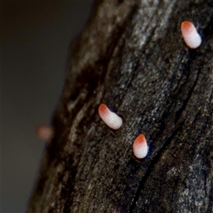 Ascocoryne sarcoides at Kaleen, ACT - 14 Nov 2025 by Hejor1