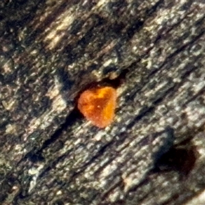 Gelatinous, on wood – genus uncertain at Kaleen, ACT - 14 Nov 2025 by Hejor1