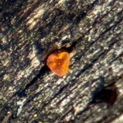 Gelatinous, on wood – genus uncertain at Kaleen, ACT - 14 Nov 2025 by Hejor1