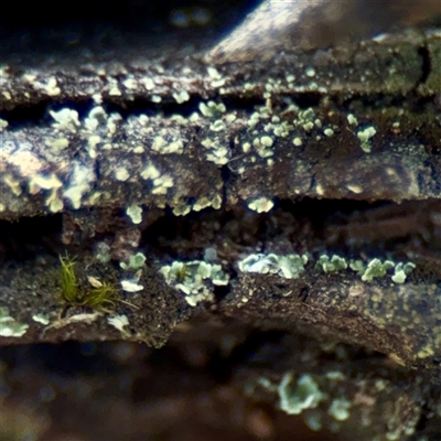 Lichen - foliose at Kaleen, ACT - 14 Nov 2025 by Hejor1