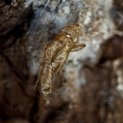 Cicadettini sp. (tribe) (Cicada) at Kaleen, ACT - 14 Nov 2025 by Hejor1