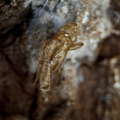 Cicadettini sp. (tribe) (Cicada) at Kaleen, ACT - 14 Nov 2025 by Hejor1