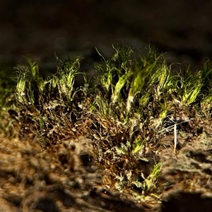 Campylopus at Kaleen, ACT - 14 Nov 2025 by Hejor1