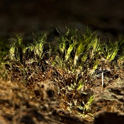 Campylopus at Kaleen, ACT - 14 Nov 2025 by Hejor1