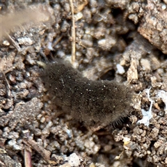 Lepidoptera unclassified IMMATURE at Kaleen, ACT - 14 Nov 2025 by Hejor1